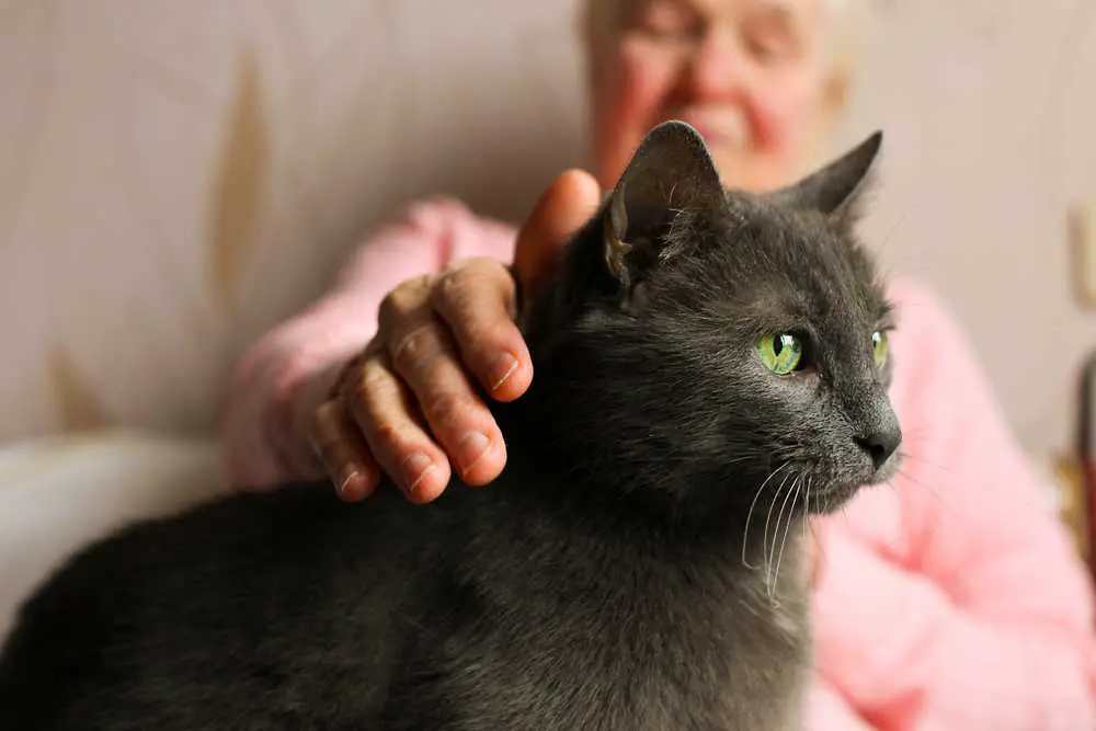 Schenke einem Senior-Pelztier ein Zuhause - Die Herzenswärme, die Penny und Gus erleben durften