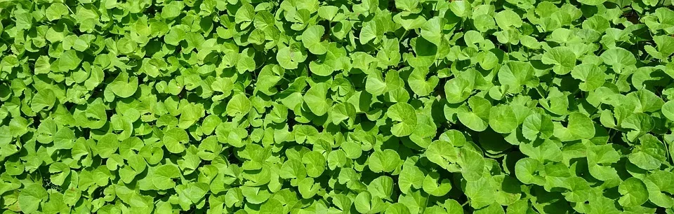 Ayurveda: Die Pflanzenheilkunde Indiens