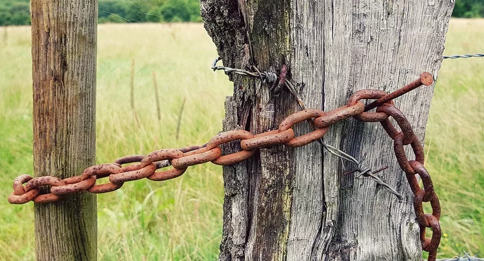 Die Kraft des Fastens bei Haustieren: Eine Einführung