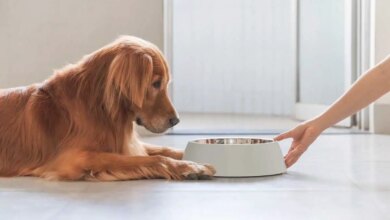 Die-Wahrheit-ueber-Golden-Retrievers-Wie-die-moderne-Ernaehrung-ihre