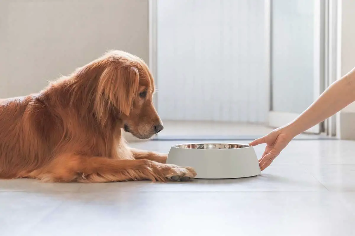 Die Wahrheit über Golden Retrievers: Wie die moderne Ernährung ihre Lebensdauer beeinflusst und wie wir ihre goldenen Jahre verlängern können.