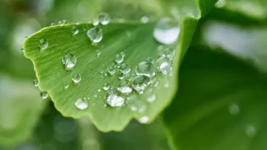 Ginkgo-Biloba-und-Gedaechtnisverbesserung