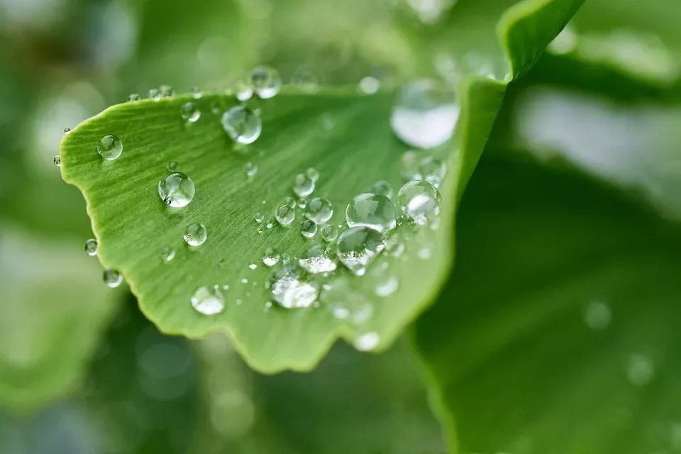 Ginkgo Biloba und Gedächtnisverbesserung