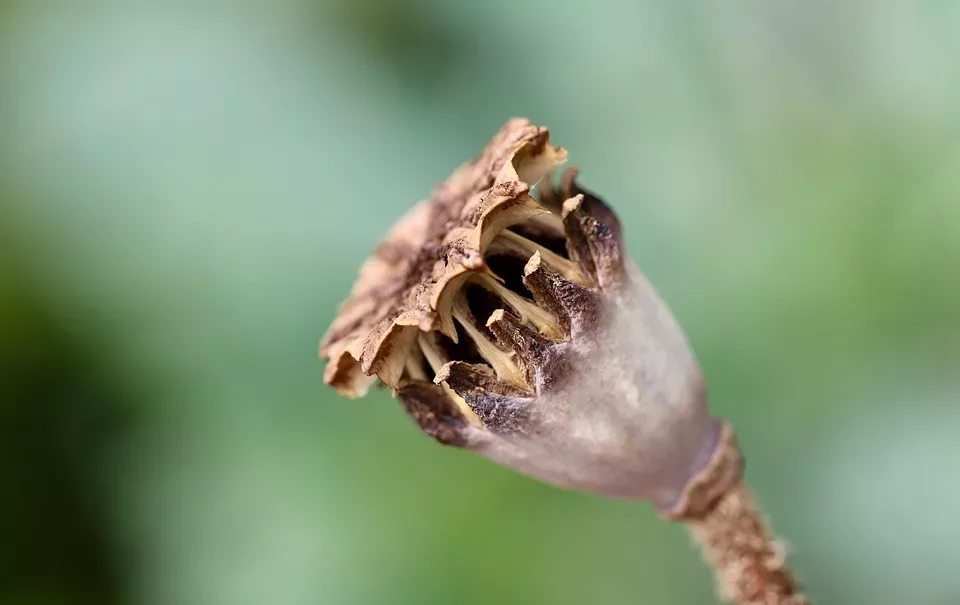 Heilpflanzen bei Erkältung und Grippe