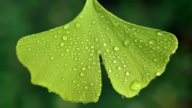 Heilpflanzen-fuer-Maenner-Spezifische-Anwendungen