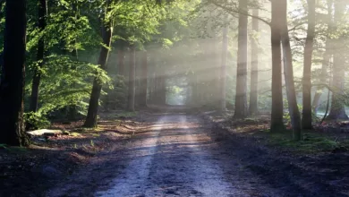 Natuerliche-Pflegeprodukte-fuer-Haustiere-Eine-Uebersicht