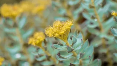 Rhodiola-Rosea-gegen-Stress-und-Burnout