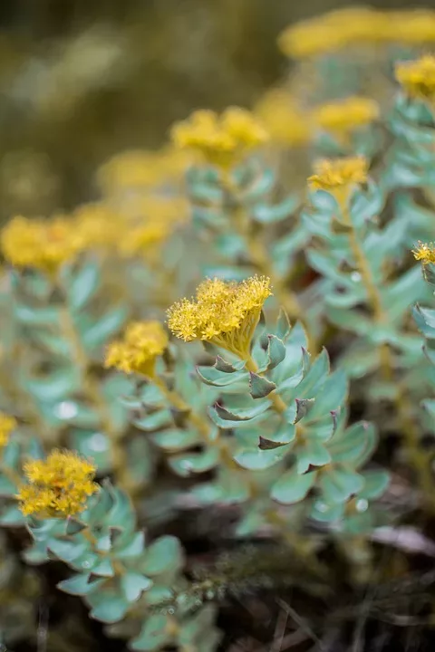 Rhodiola Rosea gegen Stress und Burnout