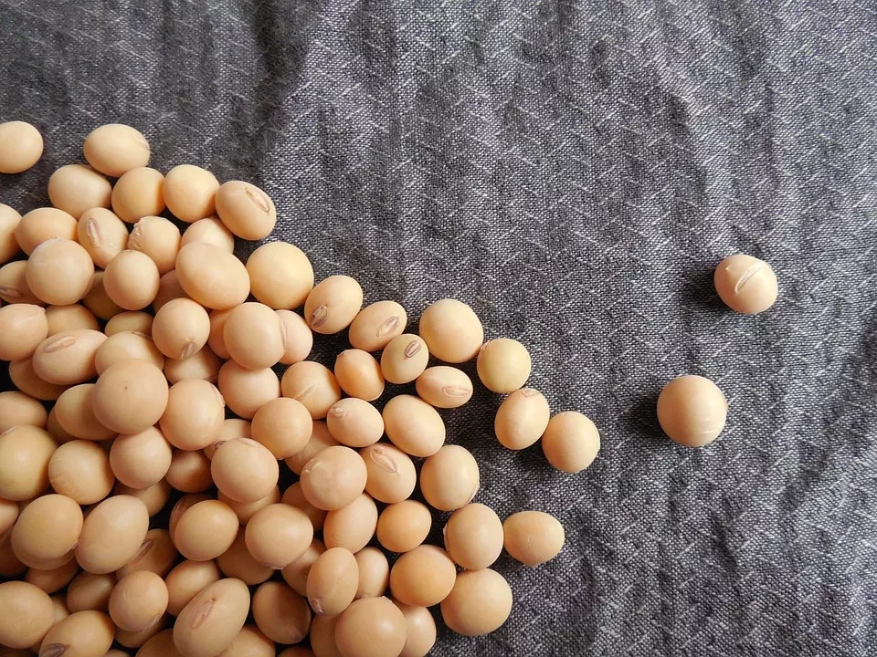 Soja: Gesund oder nicht?