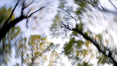 forest-1366345_1920