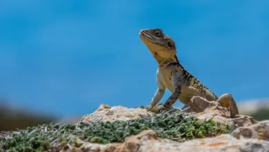 Anpassung-von-Heilpflanzen-an-den-Klimawandel