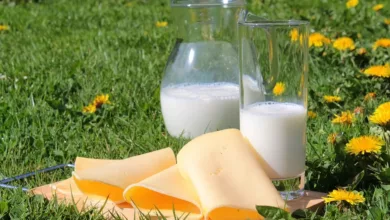 Calcium-und-Osteoporose-Ein-Leitfaden