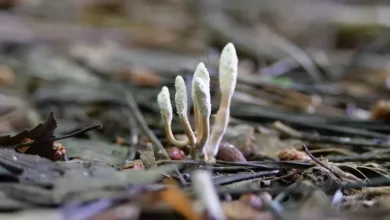 Cordyceps-fuer-Ausdauer-und-Energie