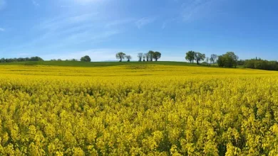 Die-Kultur-der-Diaeten-Ein-kritischer-Blick