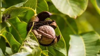 Enthuellung-der-wahren-Natur-von-Nebeln-Eine-neue-Studie-bringt