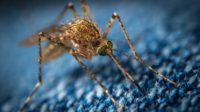 GMO-Muecken-in-Florida-Eine-kontroverse-Debatte-ueber-Gesundheit-Umweltauswirkungen-und
