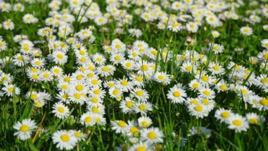 Heilpflanzen-und-Biodiversitaet