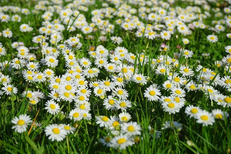 Heilpflanzen und Biodiversität