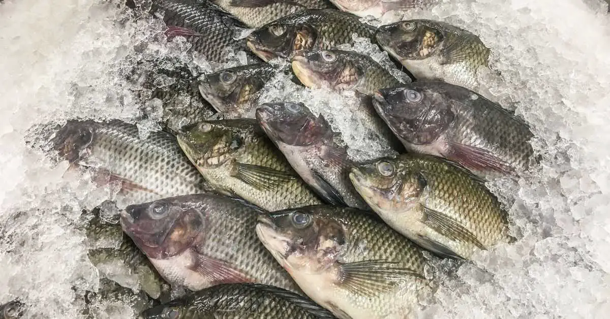 Ist farm-raised tilapia potentially schädlicher als wilder tilapia? Eine Analyse von dioxin levels und Nährstoffprofilen.