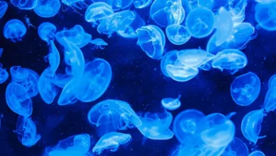Marine-Phytotherapie-Heilpflanzen-aus-dem-Meer