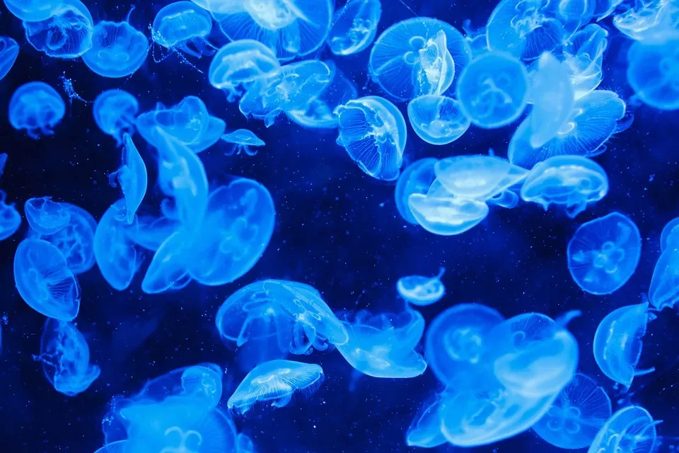 Marine Phytotherapie: Heilpflanzen aus dem Meer