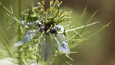 Naturheilkundliche-Augenpflege-bei-Haustieren