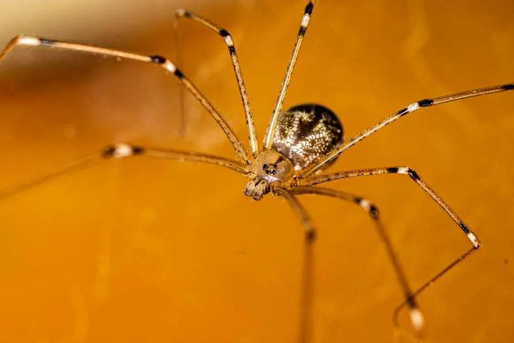 Oktober, der Monat kühler Herbstluft und schauriger Festlichkeiten, erinnert uns auch daran, dass die Spinnensaison beginnt. Während sich Spinnen auf der Suche nach einem Unterschlupf in unseren Häusern herumtreiben, lösen sie bei den Menschen gemischte Reaktionen aus. Eine ganz besondere Spinne (oder ist es überhaupt eine?), der Weberknecht, trägt zahlreiche Missverständnisse mit sich. Wenn Halloween näher rückt, lüften wir das Geheimnis um diese Kreaturen und entscheiden, ob sie Freund oder Feind sind und was man tun sollte, wenn man einen Weberknecht sieht.