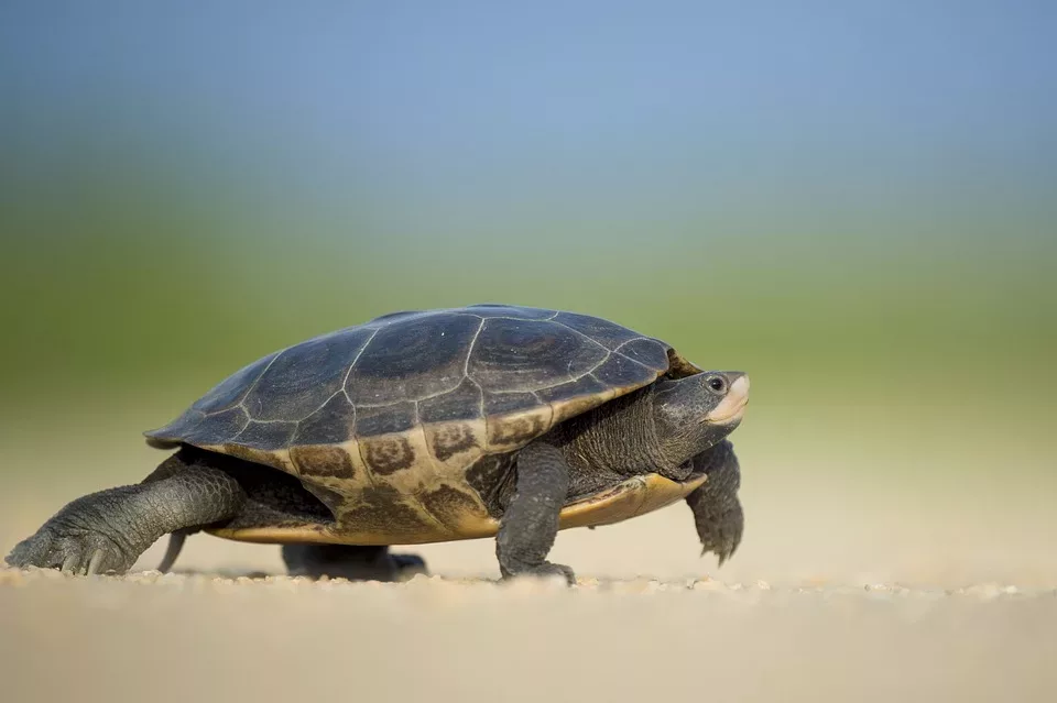 Slow Food Bewegung: Zurück zu den Wurzeln