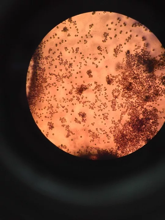 Biochemische Analyse von Heilpflanzen