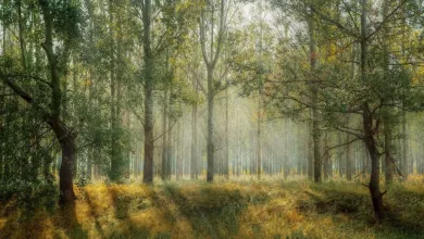 Divertikulitis-Hausmittel-Natuerliche-Behandlungsoptionen