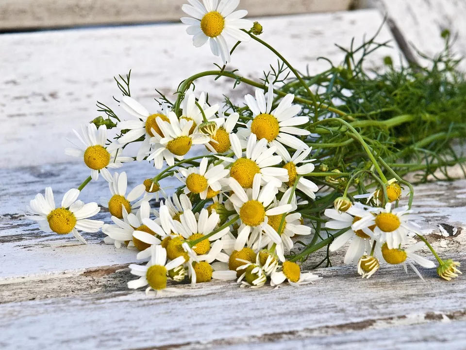 Heilpflanzen in der Garten- und Landschaftsgestaltung