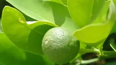 Phytosterole-und-ihre-potenziellen-Herz-Kreislauf-Vorteile