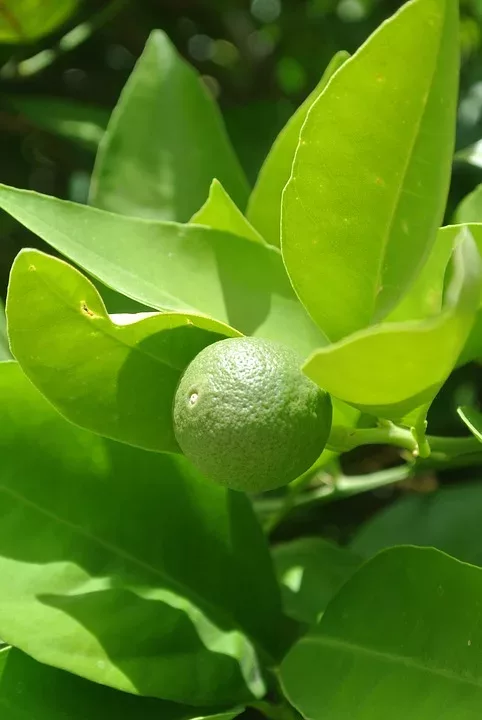 Phytosterole und ihre potenziellen Herz-Kreislauf-Vorteile
