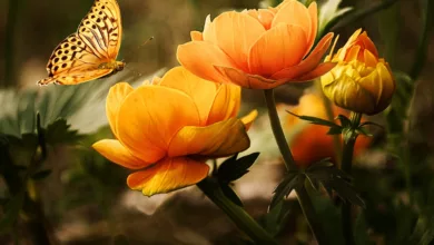 flowers-gae666825b_1280
