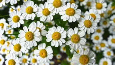 Kamille: Mehr als nur ein Beruhigungsmittel