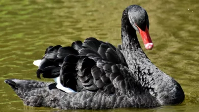 Schwarzer Zahnstein: Vermeidung und Entfernung auf natürliche Weise