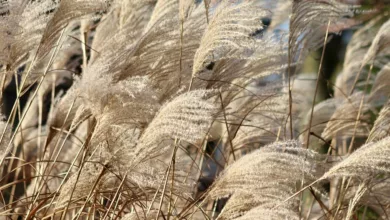 Trockene Alveole: Verstehen und Behandeln mit Naturheilkunde