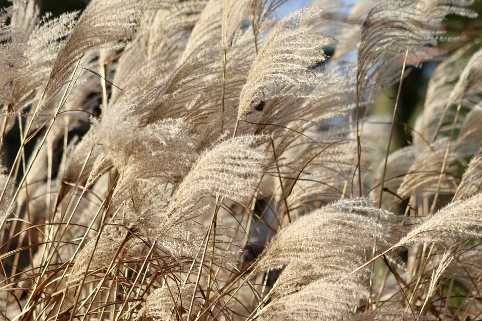 Trockene Alveole: Verstehen und Behandeln mit Naturheilkunde
