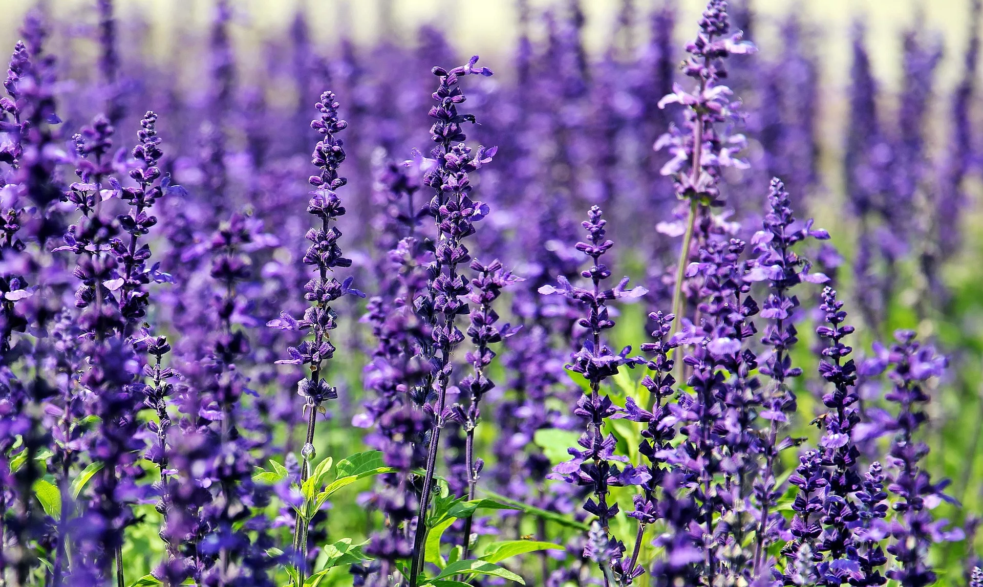 Die heilenden Kräfte von Lavendel: Anwendungen und Wissenschaft