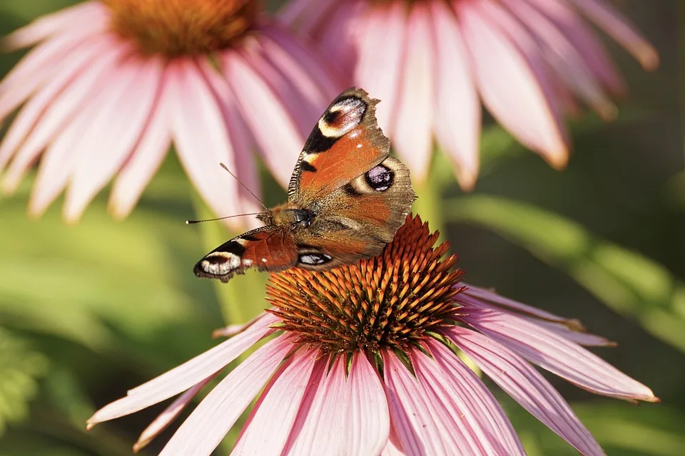 Echinacea: Immunbooster oder Mythos? Aktuelle Studien