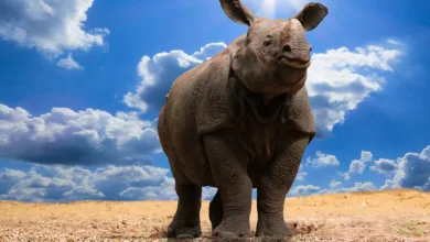 Klimaschutz im Bildungssystem