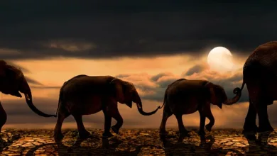 Klimawandel und Krieg: Ein gefährlicher Zusammenhang
