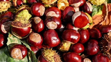 Essbare Blüten: Nährwerte und Anwendungen