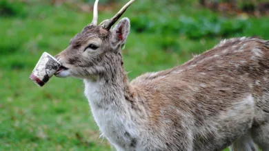Der Einfluss von Pilzen auf Wälder