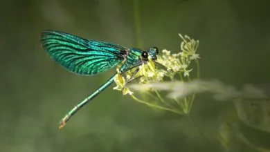 Parasiten und ihre Rolle im Ökosystem