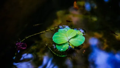 Biodiversität als Stabilitätsfaktor in Ökosystemen