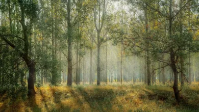 Waldschutz als Klimaschutzstrategie