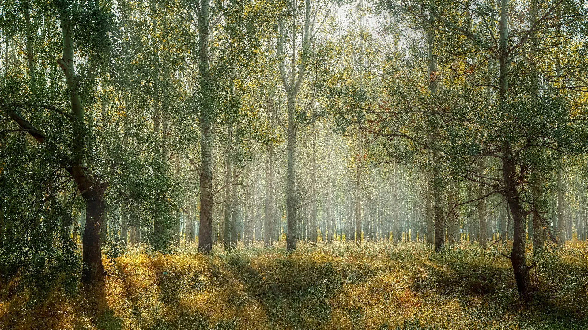 Waldschutz als Klimaschutzstrategie