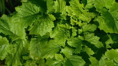 Der Einfluss der Lebensmittelindustrie auf unsere Ernährung