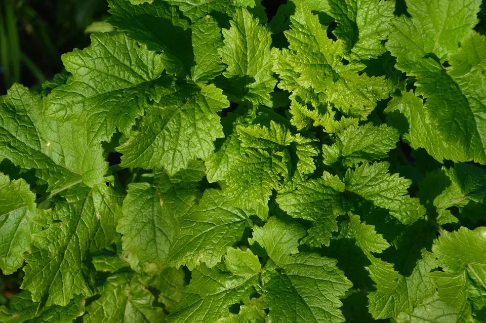 Der Einfluss der Lebensmittelindustrie auf unsere Ernährung